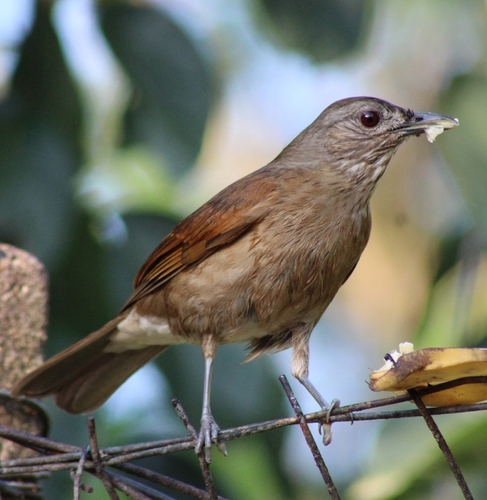 Pale-breasted Thrush