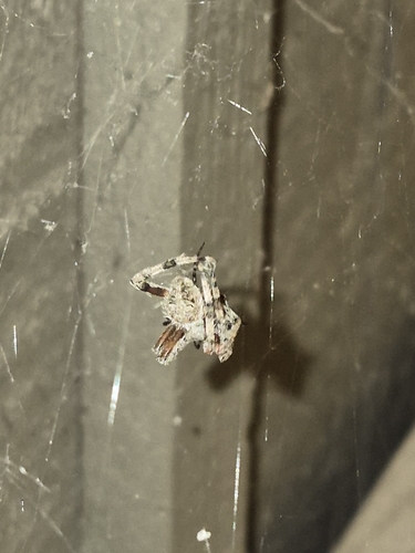 Spotted Orbweaver