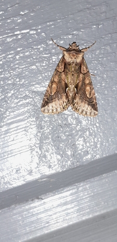 Green-brindled Crescent