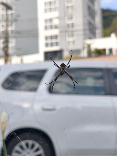 Silver Garden Orbweaver