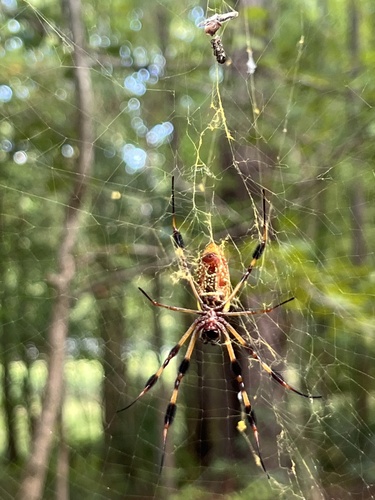 Golden Silk Spider
