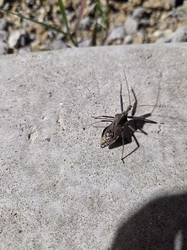 North American Wheel Bug