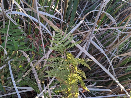 marsh fern