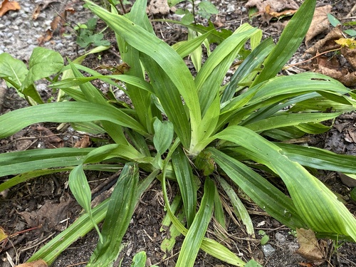 White Bear Sedge
