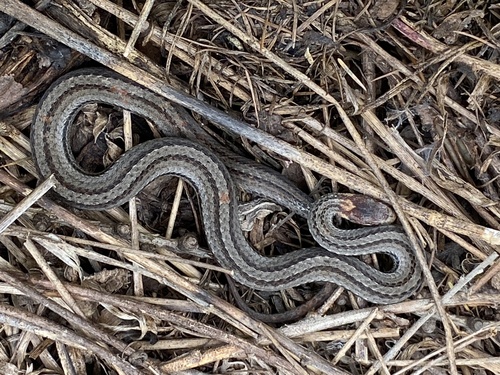 Red-bellied Snake