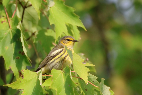 Cape May Warbler