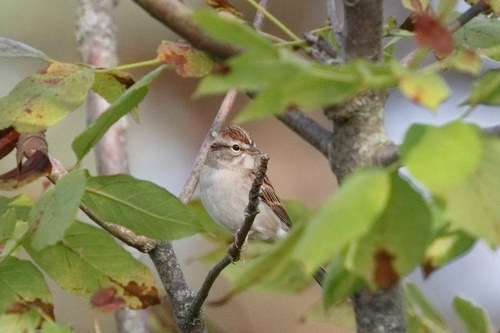 Chipping Sparrow
