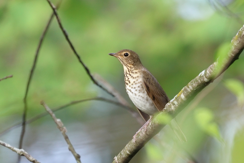 Swainson's Thrush