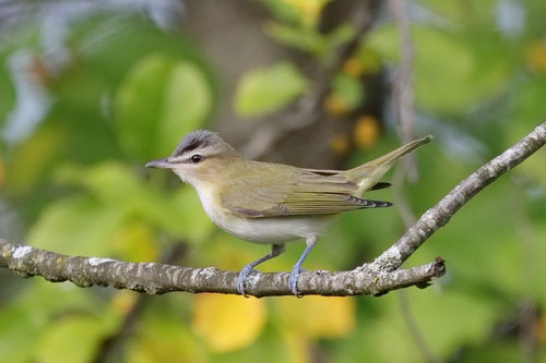 Red-eyed Vireo