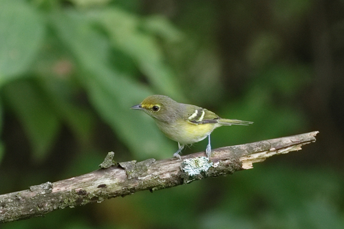 White-eyed Vireo