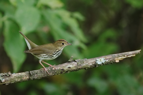 Ovenbird