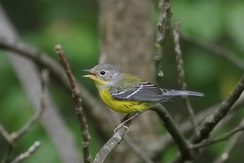 Magnolia Warbler
