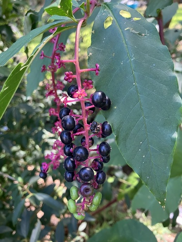 American pokeweed