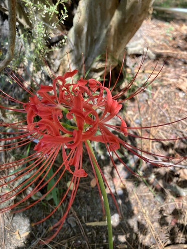 red spider lily