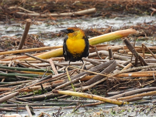 Yellow-headed Blackbird