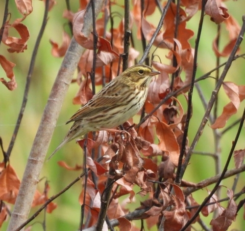 Savannah Sparrow