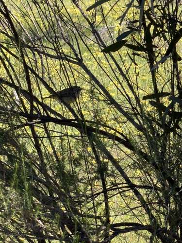 Yellow-rumped Thornbill
