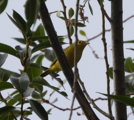 Northern Yellow Warbler
