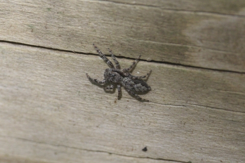 Tan Jumping Spider