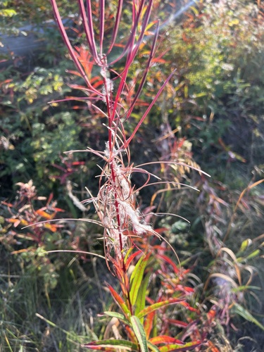 fireweed