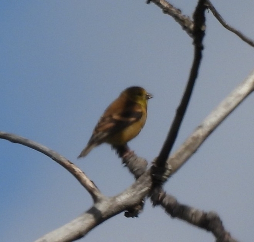American Goldfinch