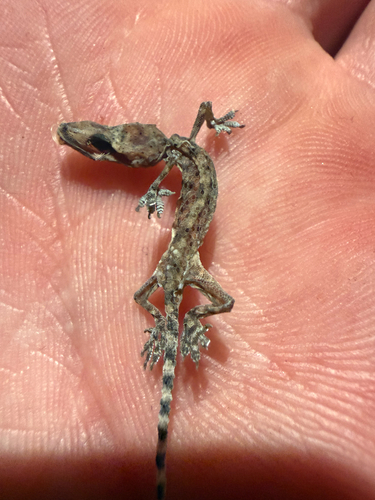 Mediterranean House Gecko
