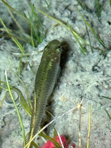 Western Mosquitofish