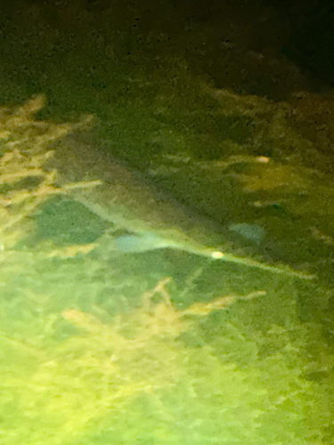 Spotted Gar