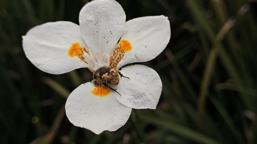 Euphoria basalis