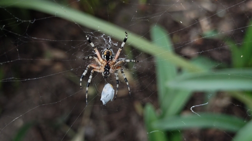 Western Spotted Orbweaver