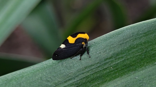 Mexican Treehopper