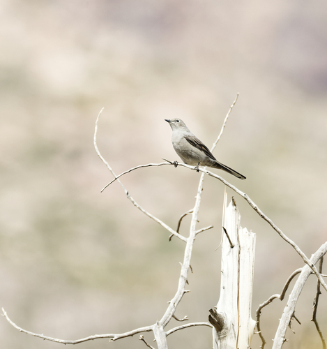 Townsend's Solitaire
