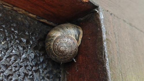 Garden Snail