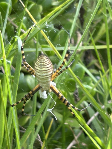 Banded Garden Spider