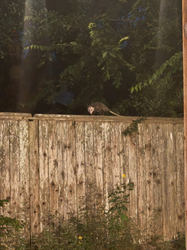 Virginia Opossum