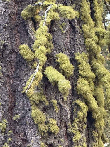 iNaturalist observation photo of Wolf Lichens