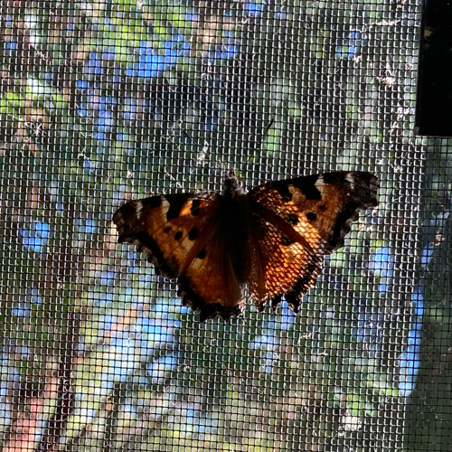 California Tortoiseshell