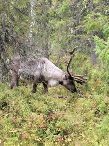Domestic Reindeer