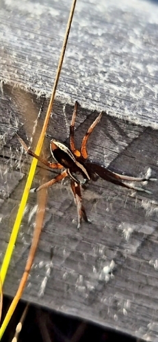 Raft Spider