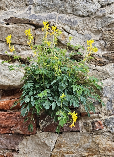 Yellow Corydalis