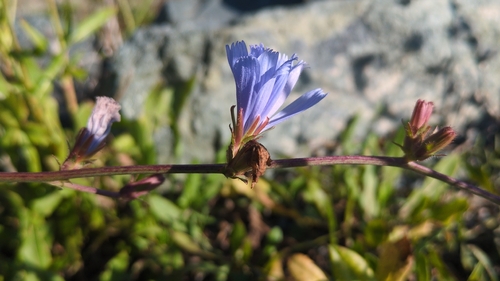 chicory