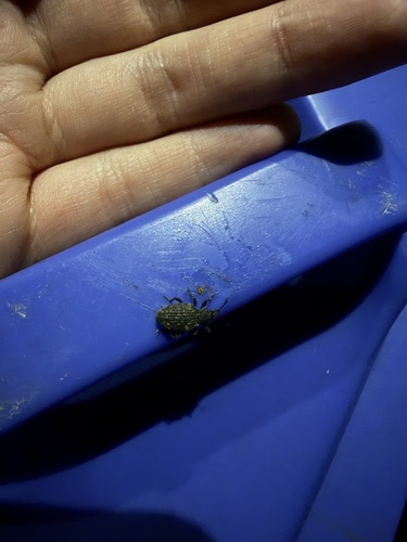 Black Vine Weevil