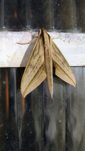 Xylophanes anubus