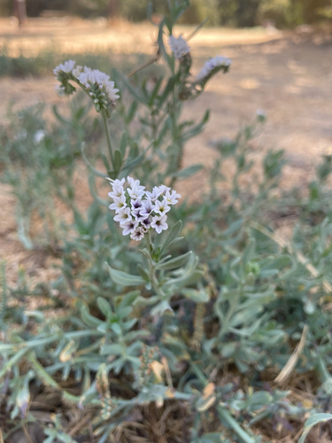 alkali heliotrope