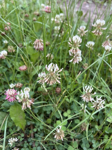 white clover