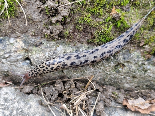 Leopard Slug