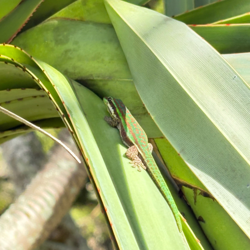 Bluetail Day Gecko
