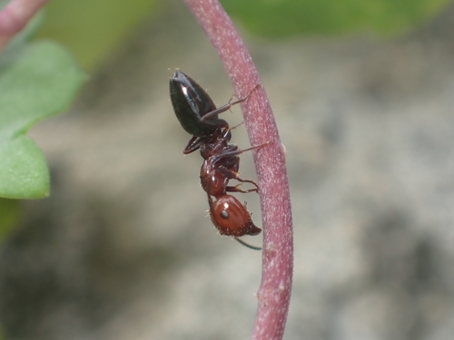 Camponotus lateralis
