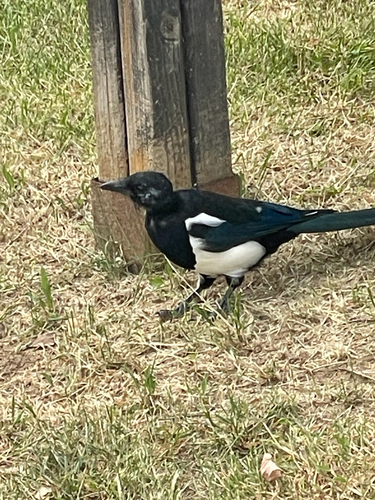 Oriental Magpie
