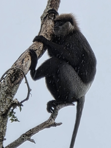 Southern Lowland Wetzone Purple-faced Langur
